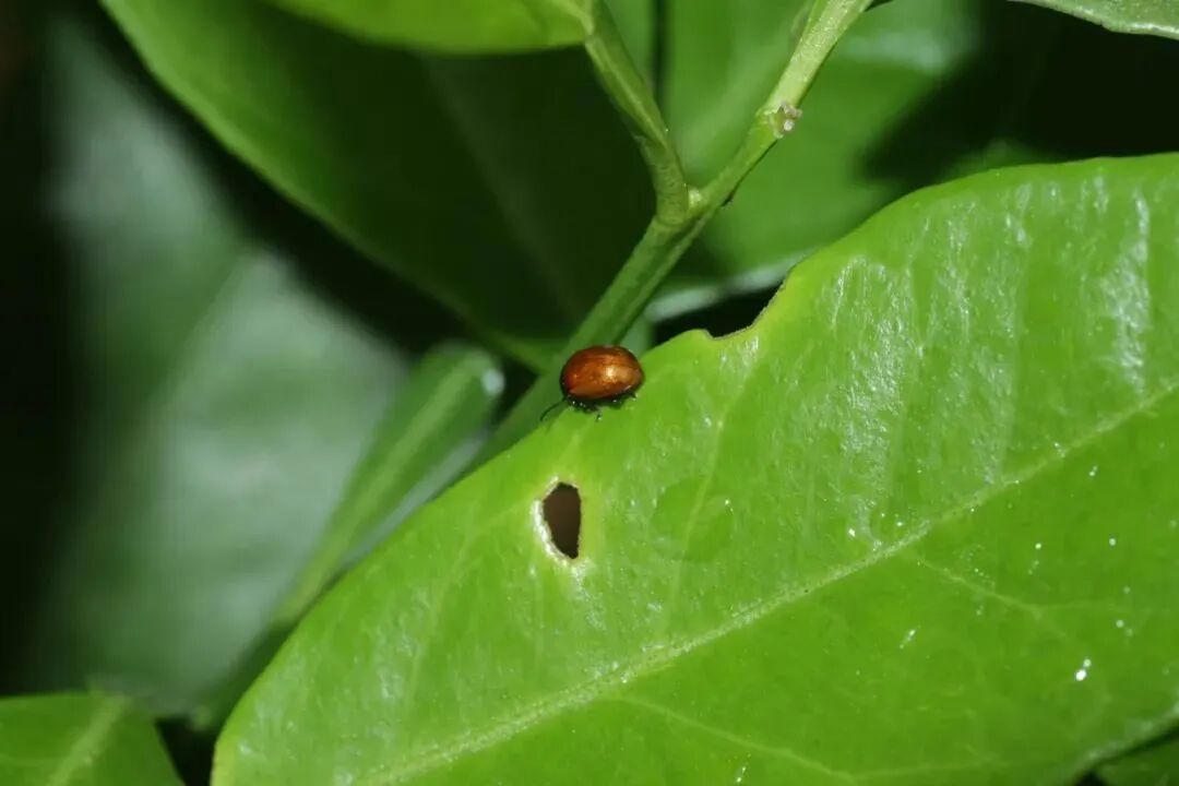 1762256278441062821.jpeg 1762256278441062821.jpeg